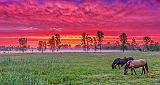 Horses In Sunrise_P1140615-7